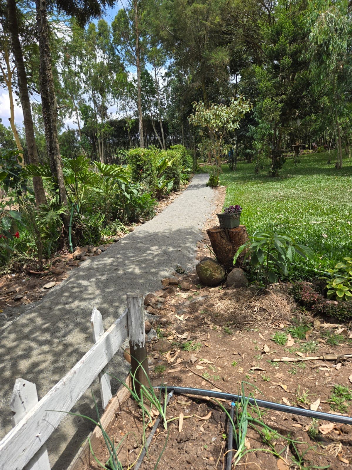 Concrete pathway winding through lush tropical vegetation
