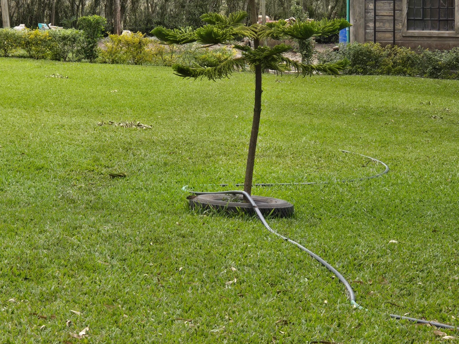 Sprinkler system watering the green lawn with young tree