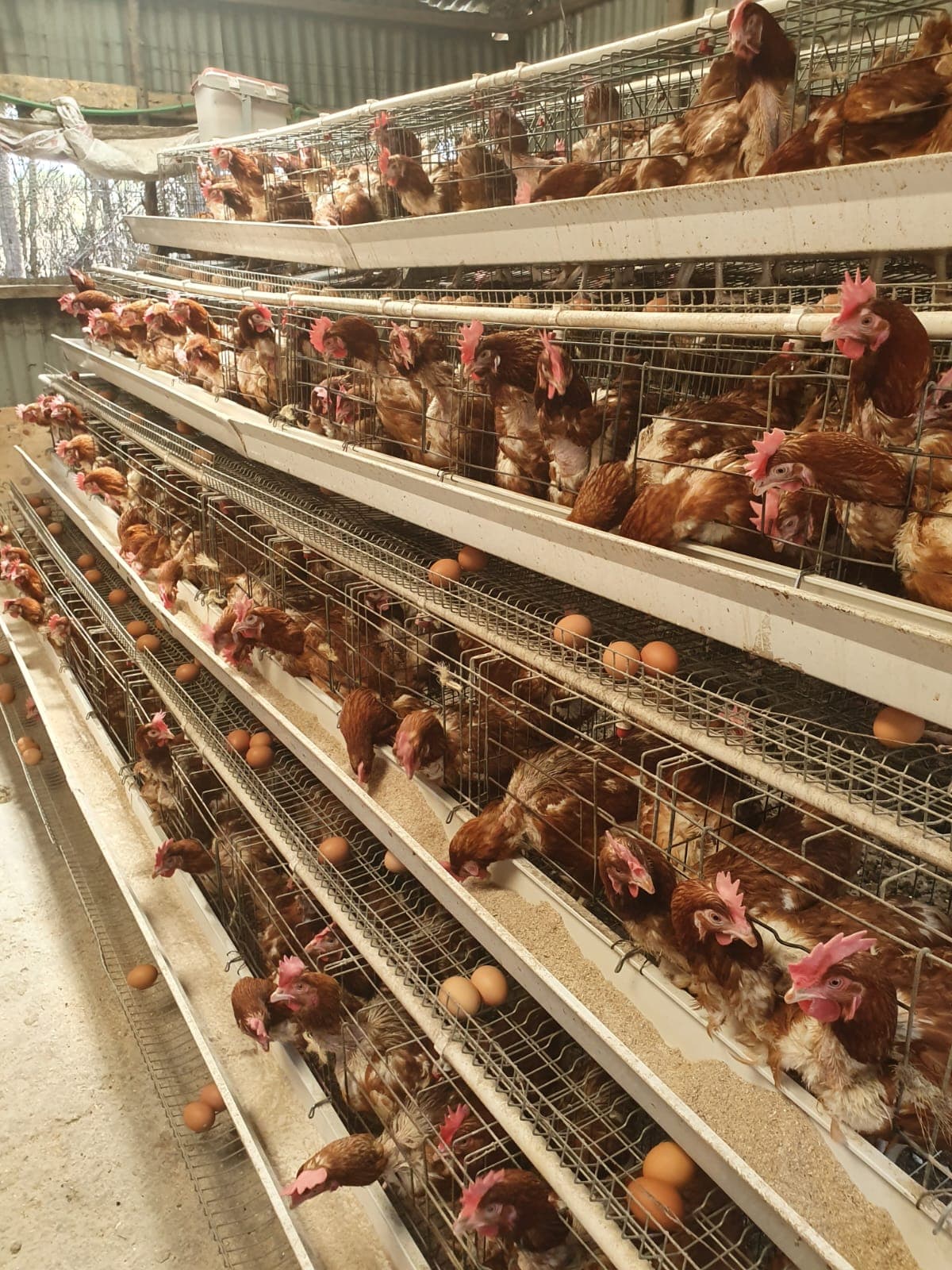 Fresh Poultry & Eggs